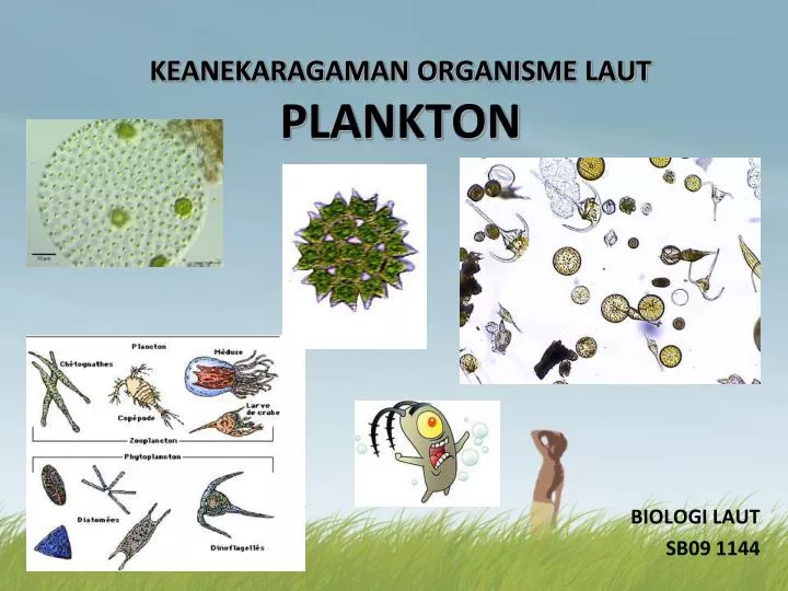 keanekaragaman organisme laut plankton
