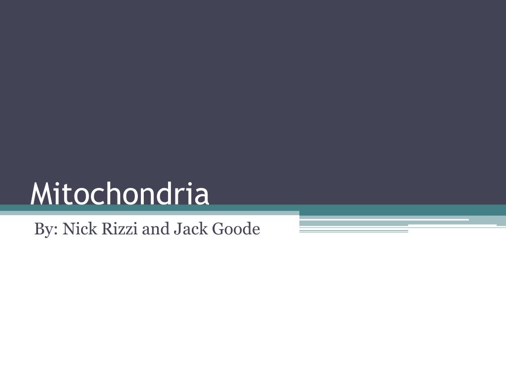 PPT - Mitochondria PowerPoint Presentation, free download - ID:2378723