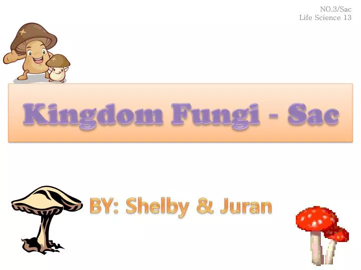 kingdom fungi sac