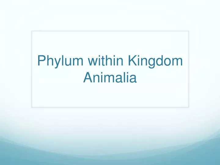 phylum within kingdom animalia