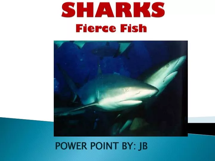 sharks fierce fish