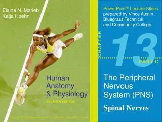 The Peripheral Nervous System (PNS ) Spinal Nerves