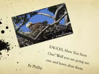 EAGLES, Have You Seen One? Well you are going see one and learn abut them.