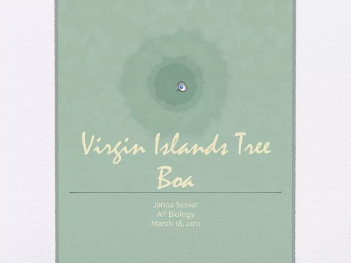 virgin islands tree boa