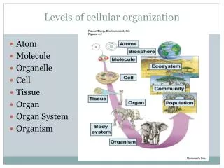 Levels of cellular organization