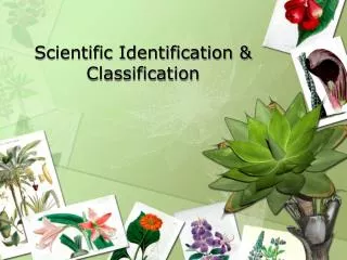 Scientific Identification &amp; Classification