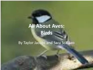 All About Aves: Birds