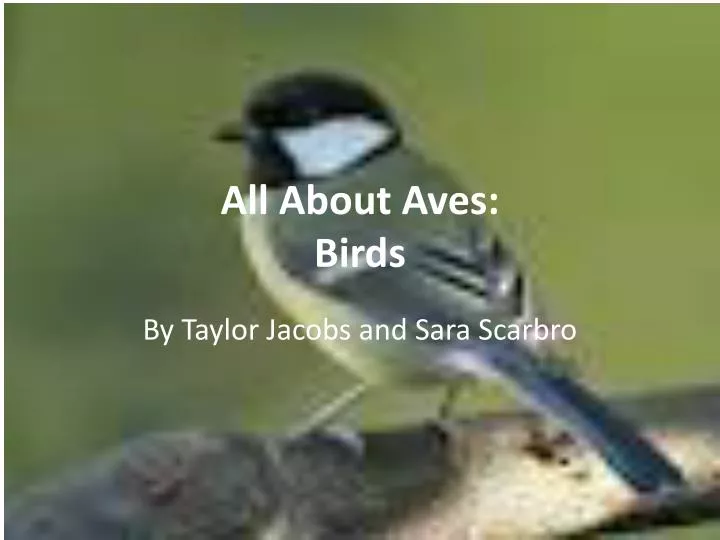 all about aves birds