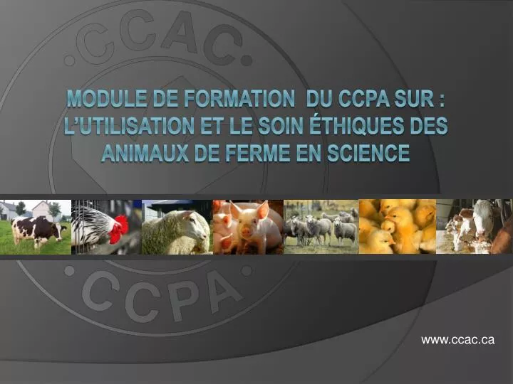 module de formation du ccpa sur l utilisation et le soin thiques des animaux de ferme en science