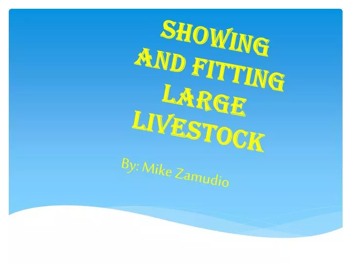 showing and fitting large livestock