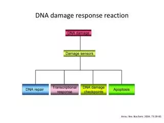 DNA damage response reaction