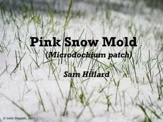 Pink Snow Mold ( Microdochium patch) 		 Sam Hillard