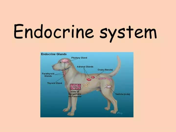 endocrine system