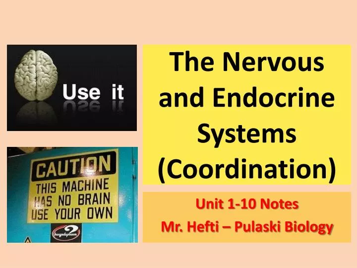 the nervous and endocrine systems coordination