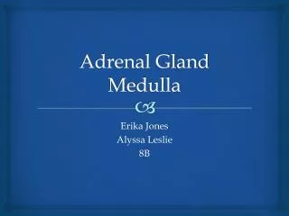 Adrenal Gland Medulla