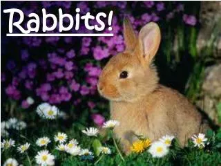 Rabbits!