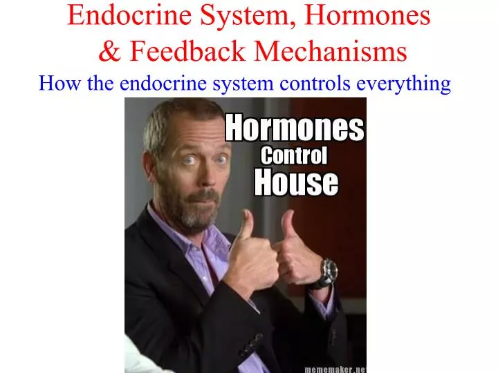 endocrine system hormones feedback mechanisms