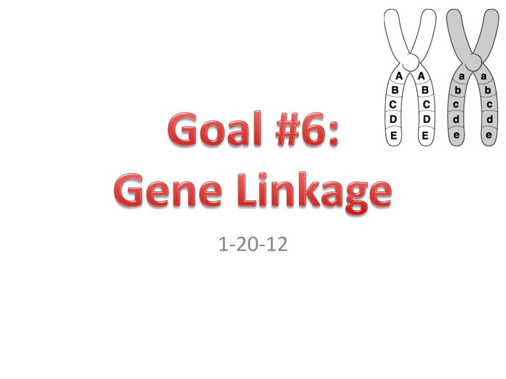 PPT - Understanding Gene Linkage and Chromosome Mapping PowerPoint ...