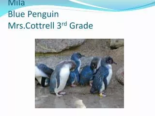 Mila Blue Penguin Mrs.Cottrell 3 rd Grade