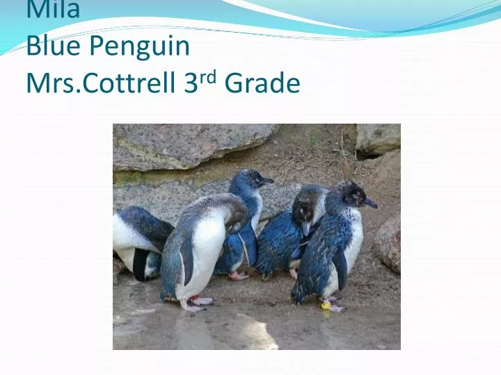 mila blue penguin mrs cottrell 3 rd grade