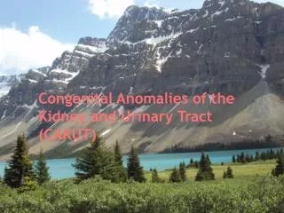 Congenital Anomalies of the Kidney and Urinary Tract (CAKUT)