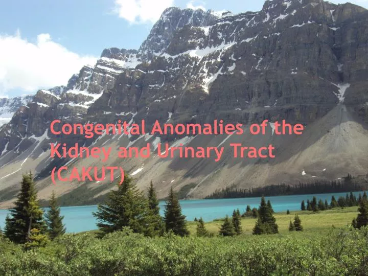 congenital anomalies of the kidney and urinary tract cakut