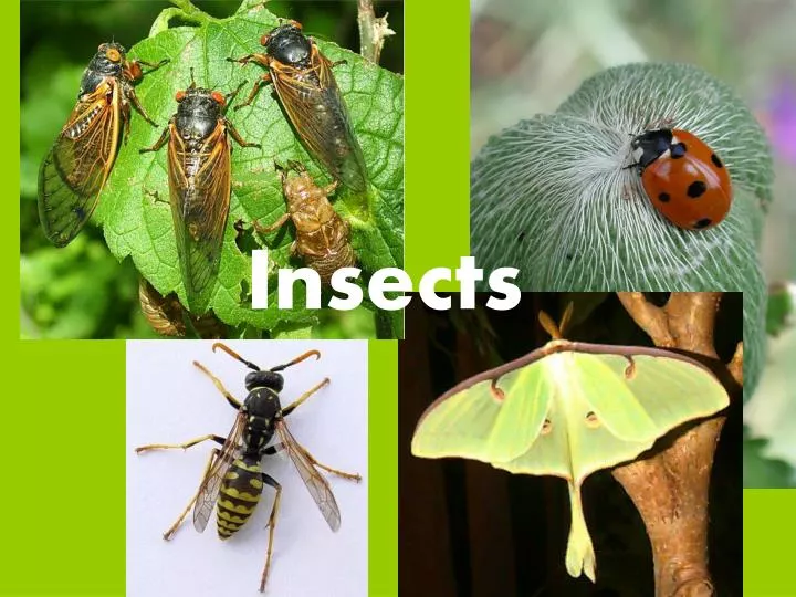 insects