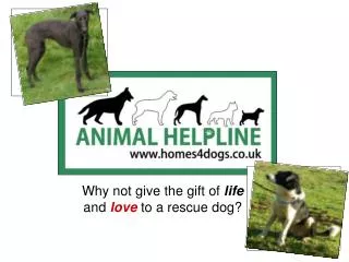Why not give the gift of life and love to a rescue dog?