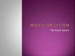 muscular system