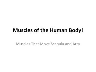 Muscles of the Human Body!
