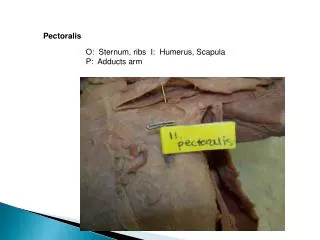 Pectoralis