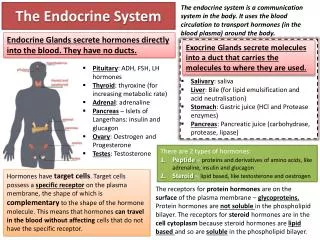 the endocrine system