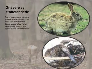 gnavere og st ttetandede