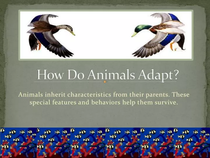 how do animals adapt