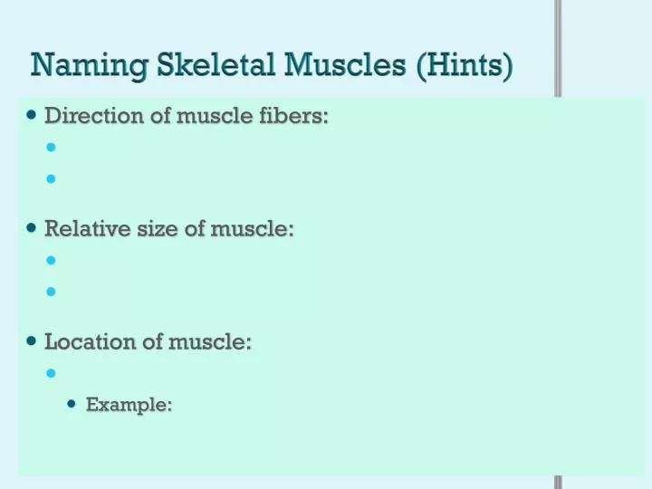 naming skeletal muscles hints