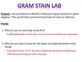 Gram Stain Lab