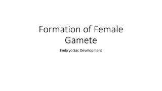 Formation of Female Gamete