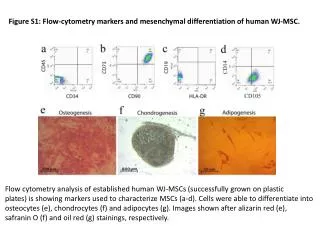 Figure S1: Flow - cytometry markers and mesenchymal differentiation of human WJ-MSC.