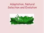 Adaptation, Natural Selection and Evolution - slide 1
