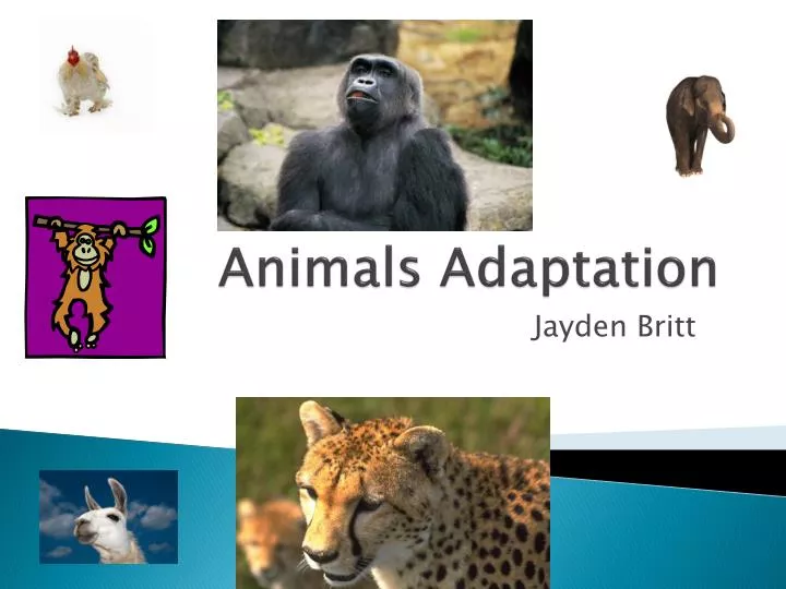 animals adaptation
