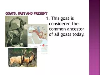Goats, Past and Present