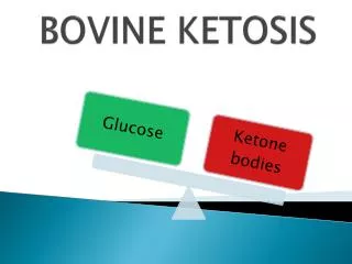 BOVINE KETOSIS