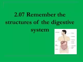 2.07 Remember the structures of the digestive system