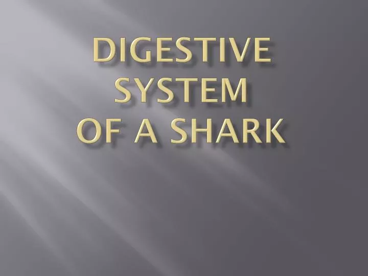 digestive system of a shark
