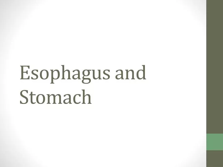 esophagus and stomach