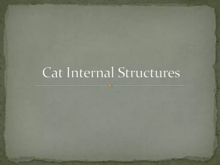 cat internal structures