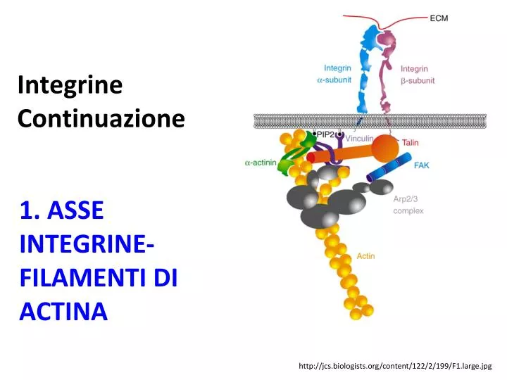 1 asse integrine filamenti di actina