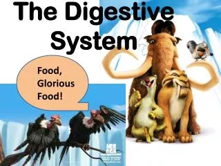 The Digestive System