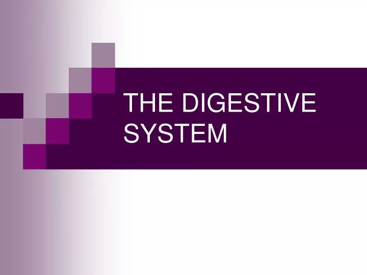 the digestive system