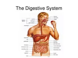 The Digestive System